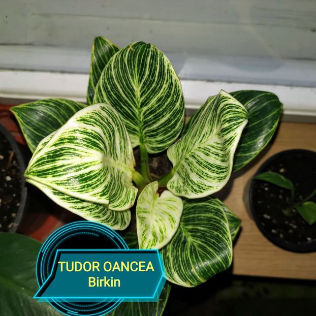 Philodendron Birkin - Philodendron