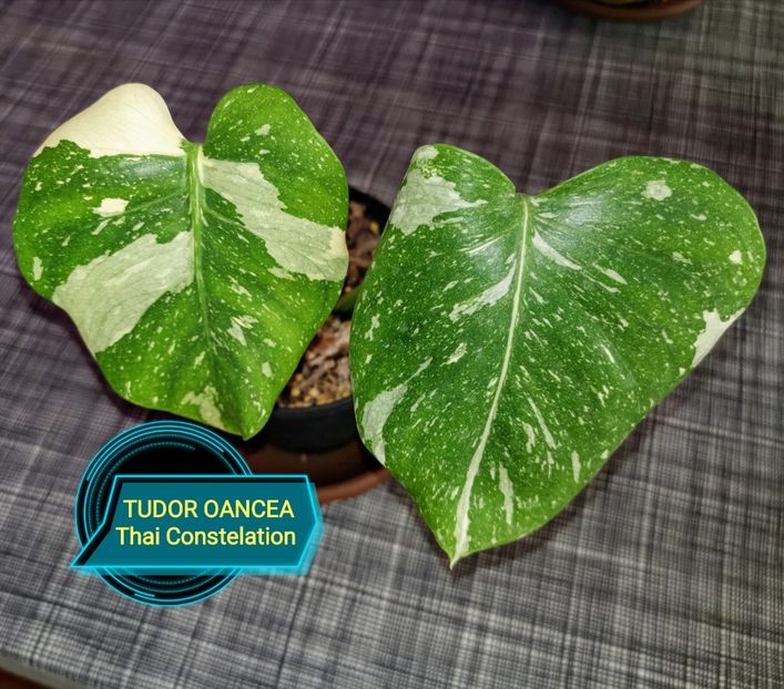 Philodendron Thai Constelation - Philodendron
