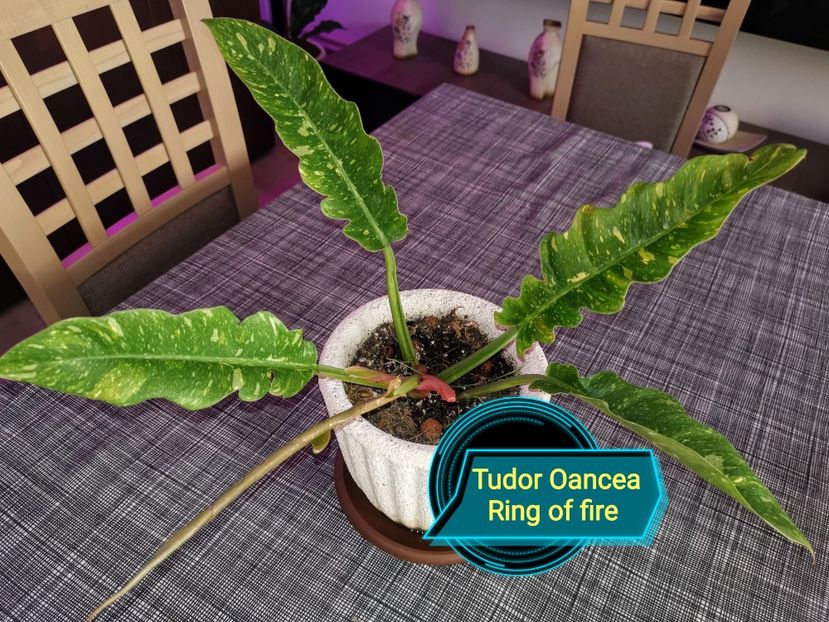 Ring of fire - Philodendron