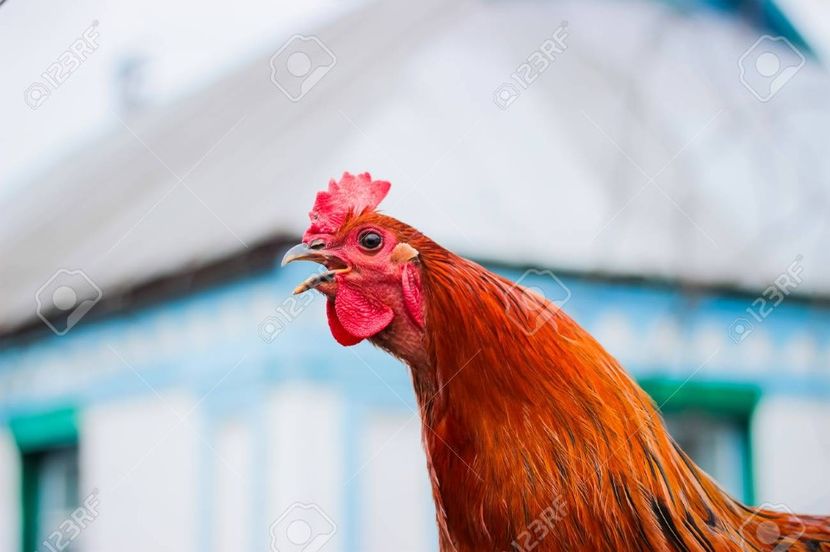 *urla* - episodul 80