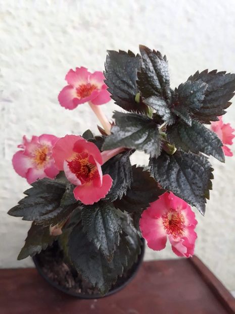  - R20 - MASHA GOTMANOVA