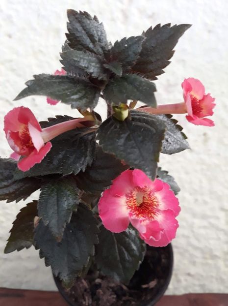  - R20 - MASHA GOTMANOVA