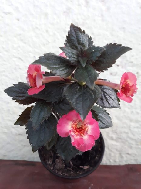  - R20 - MASHA GOTMANOVA