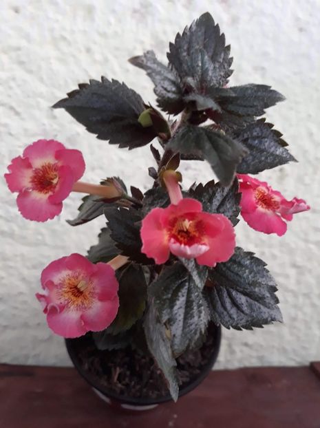  - R20 - MASHA GOTMANOVA