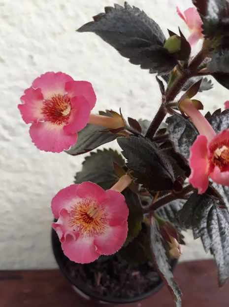  - R20 - MASHA GOTMANOVA