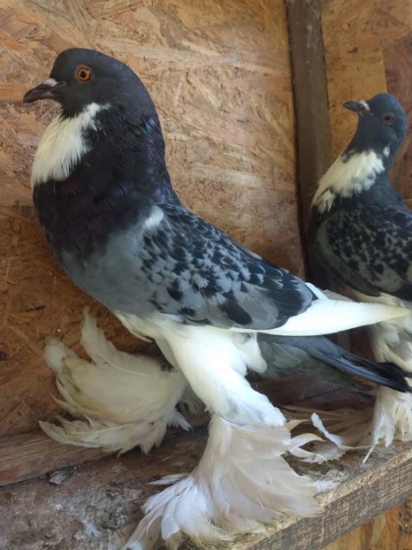  - De vânzare Gusati de Pomerania