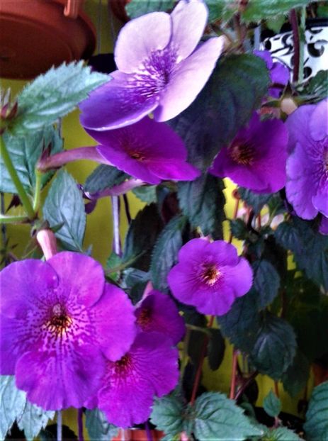  - 000014 ACHIMENES