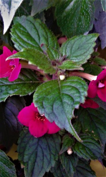  - 000014 ACHIMENES
