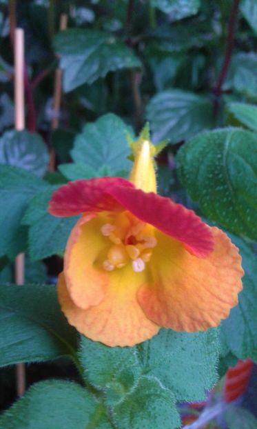  - Achi IRINA 2020000085