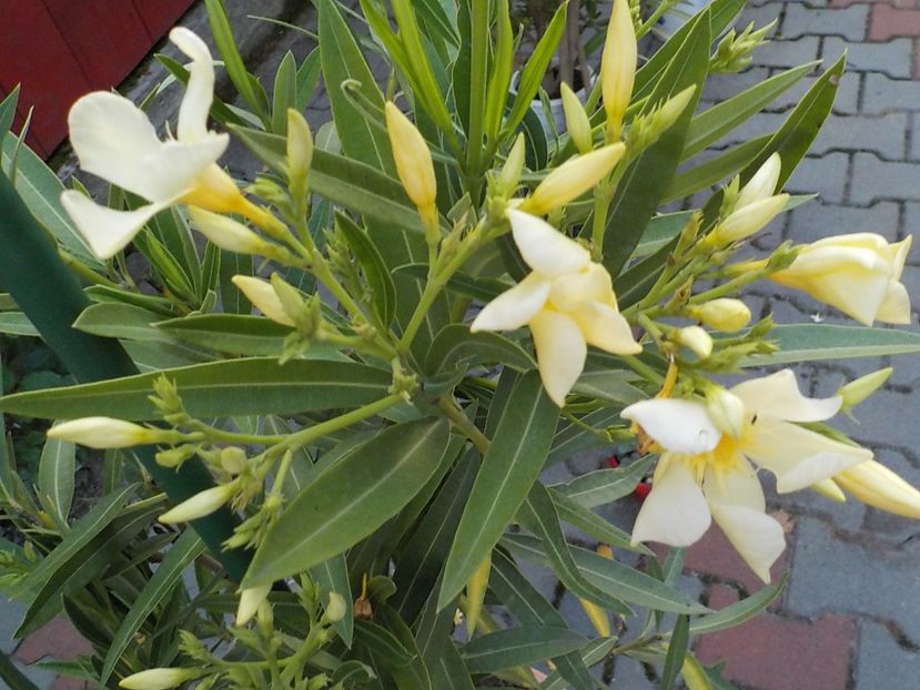  - maria gambeta nr 25