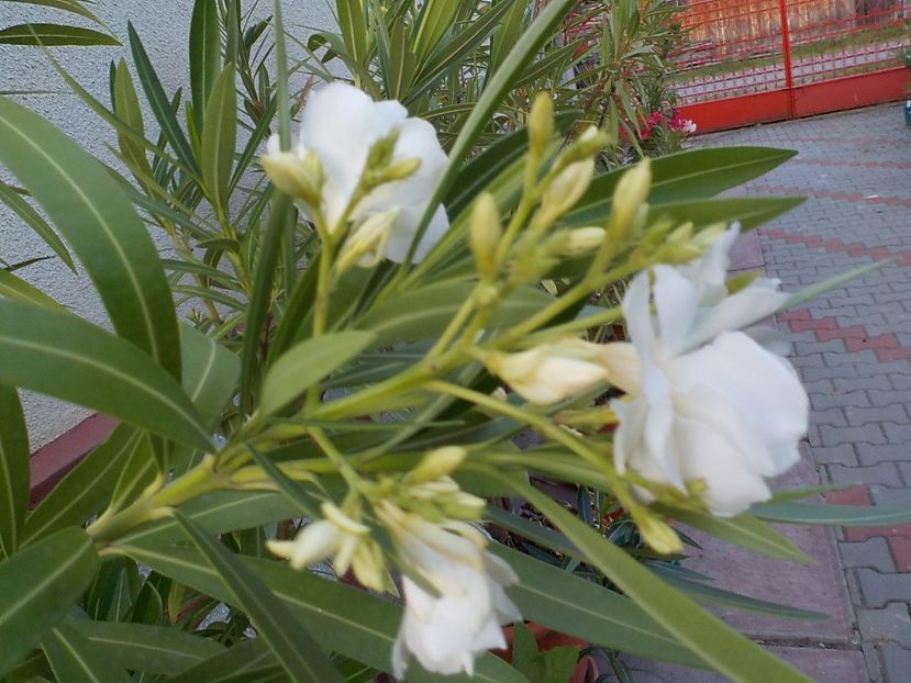  - mont blanc leandru nr 22