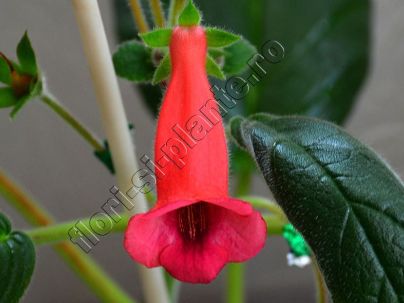 Sinningia Seminole - GLOXINIA-SINNINGIA _COLECTIA 2020_2024
