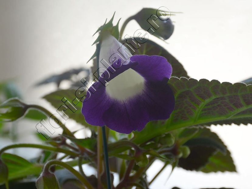 xGlosinningia Luci s Waves - GLOXINIA-SINNINGIA _COLECTIA 2020_2024