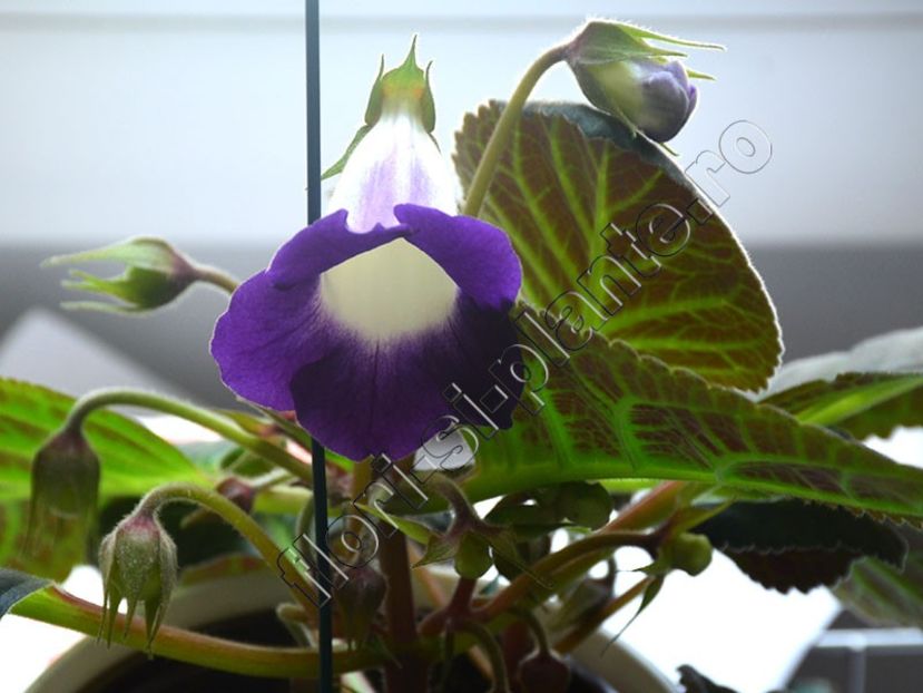 xGlosinningia Luci s Waves - GLOXINIA-SINNINGIA _COLECTIA 2020_2024