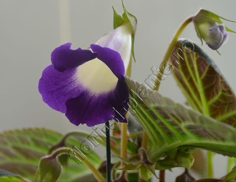 xGlosinningia Luci s Waves - GLOXINIA-SINNINGIA _COLECTIA 2020_2024