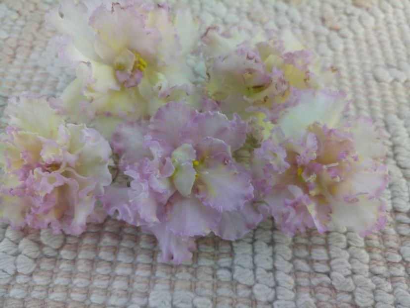 7 iul - LE Zlato Skifov