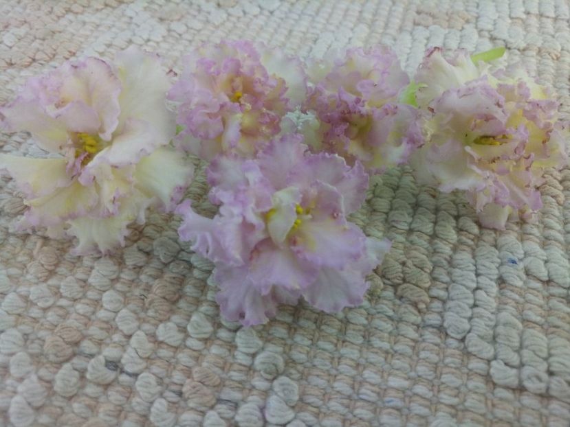 7 iul - LE Zlato Skifov