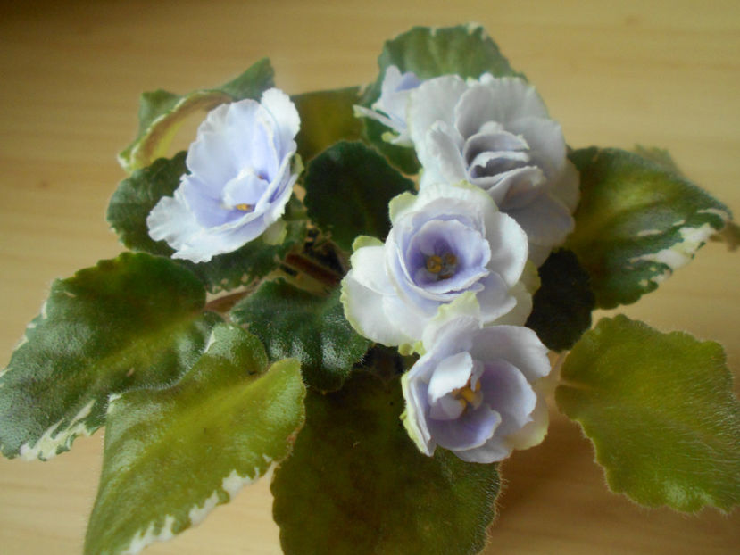 Buckeye Seductress - 02___VIOLETE AFRICANE