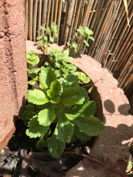 Sedum Kamtschaticum - Suculente