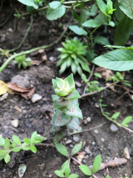  - Cactusi si suculente