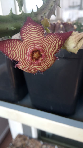 05.07.2020 - Stapelia revoluta v tigrida