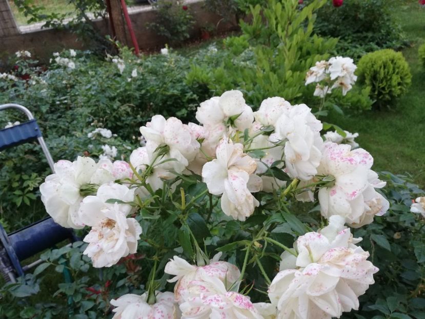  - Uetersener klosterrose- urcator