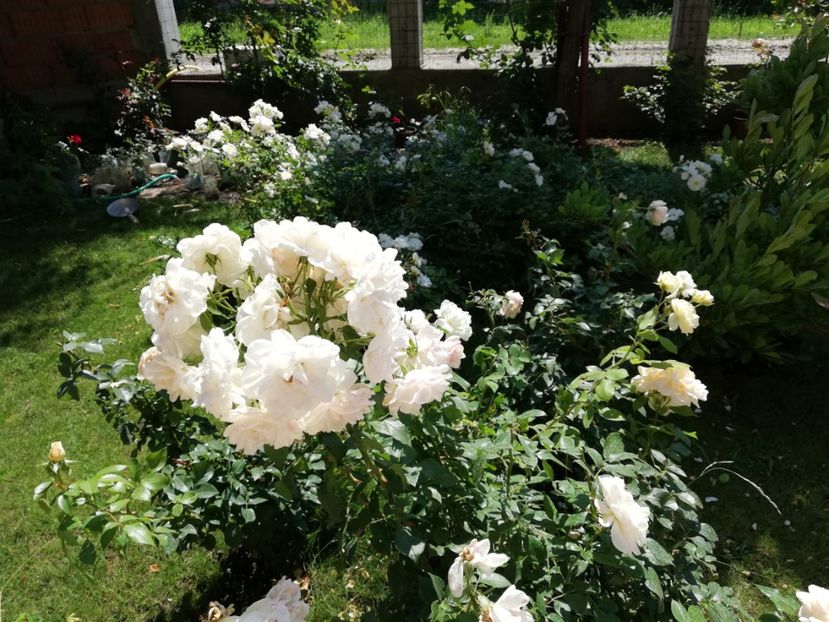  - Uetersener klosterrose- urcator