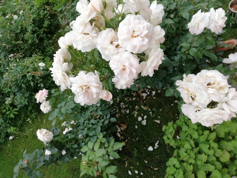  - Uetersener klosterrose- urcator