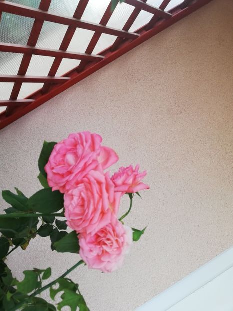  - Dee dee Bridgewater