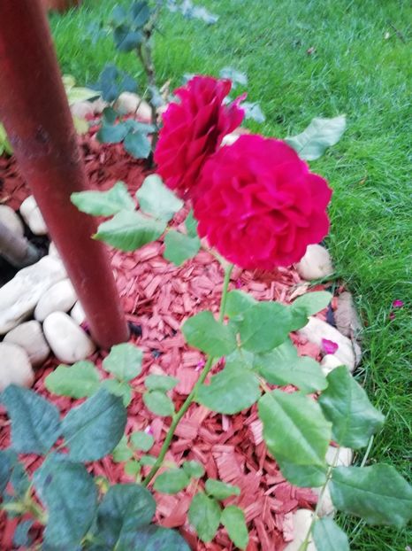  - Astrid Grafin von Hardenberg