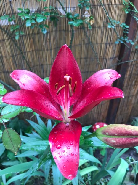 November Rain - Crini