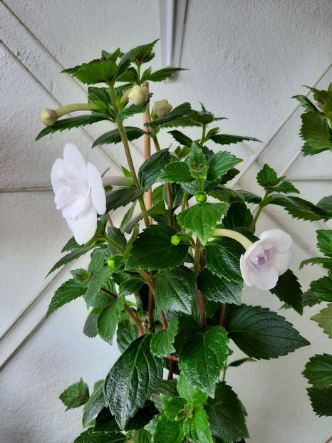  - Double Picotte Rose