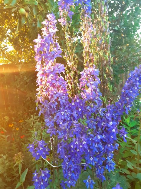  - Alte flori