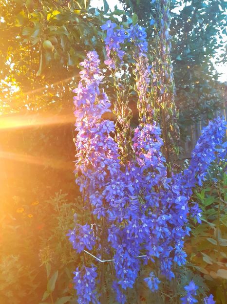  - Alte flori