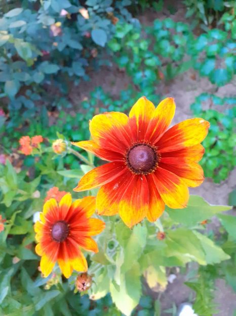 - Alte flori