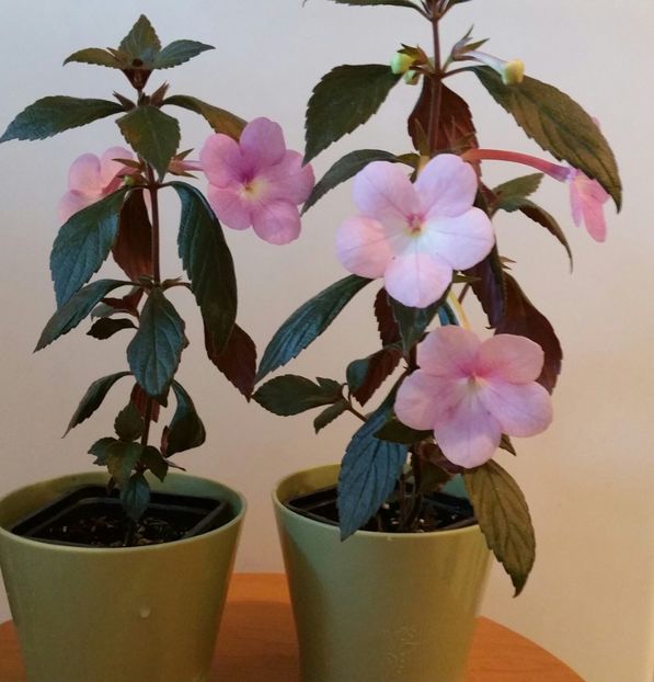 20200707_174642-1 - Peach Blossom