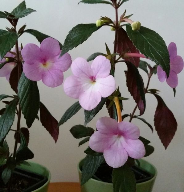 20200707_174741-1 - Peach Blossom