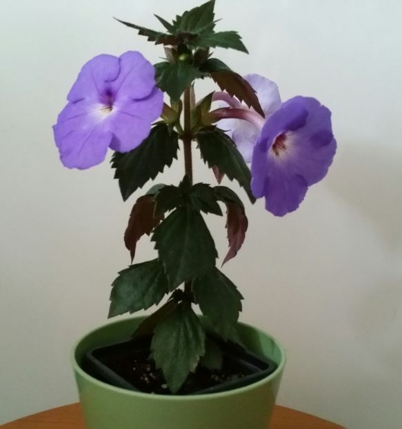 20200707_173954-1 - Odesa Blue