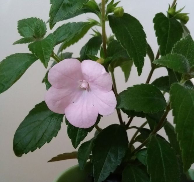 20200707_173829-1 - Double Pink Rose