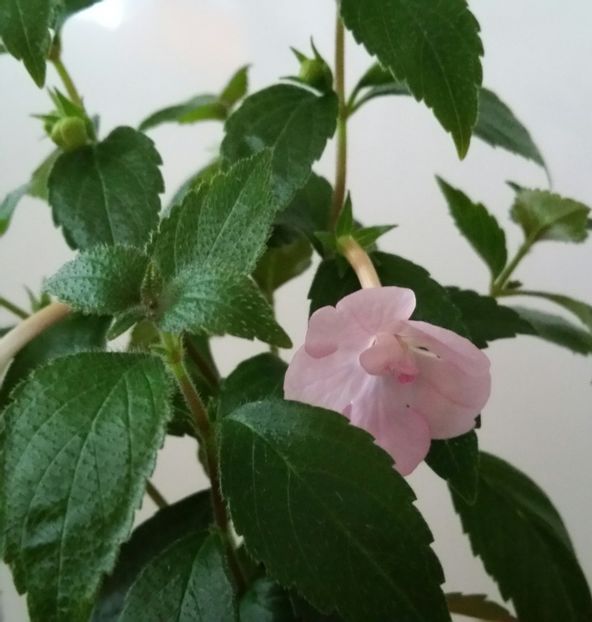 20200707_173846-1 - Double Pink Rose