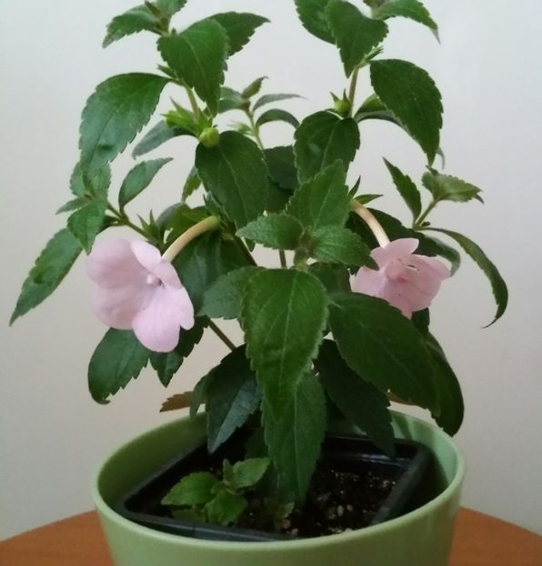 20200707_173904-1 - Double Pink Rose