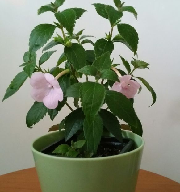 20200707_173911-1 - Double Pink Rose