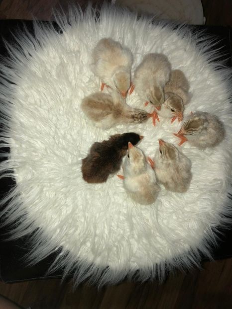 100% dark chocolate loft - Tineret 2020