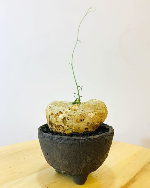Adenia kirkii - Whish list pentru viata urmatoare2
