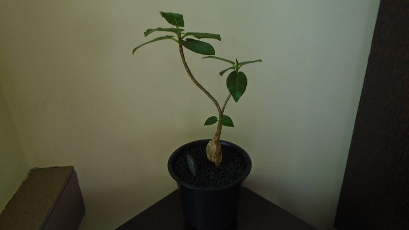Ficus glumosa - Caudiciforme - pachycaule si bulboase 2020