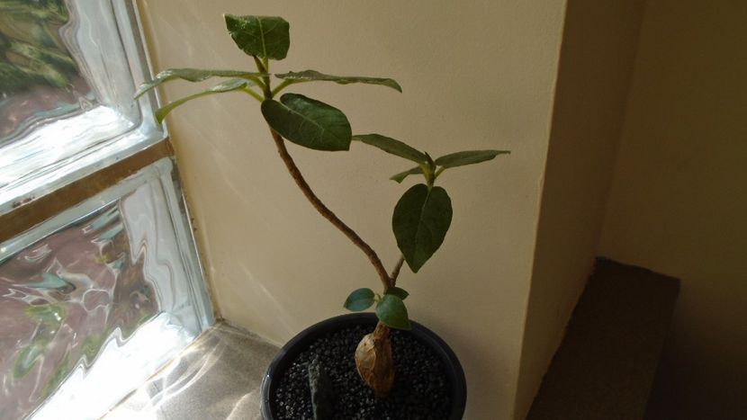 Ficus glumosa - Caudiciforme - pachycaule si bulboase 2020
