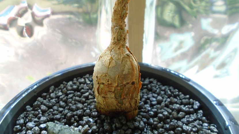 Ficus glumosa - Caudiciforme - pachycaule si bulboase 2020