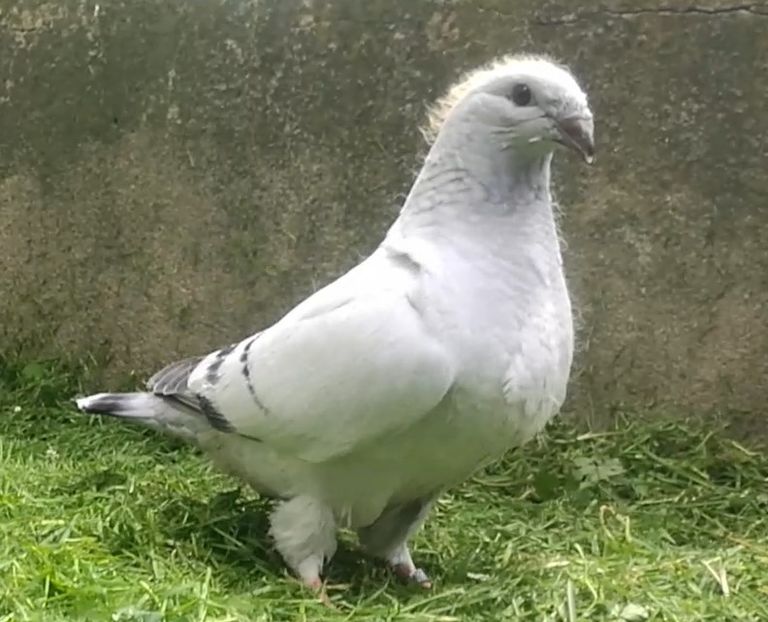 PL/20-JRS21 ARCHIWUM - g- MLODE-2020 - Youth