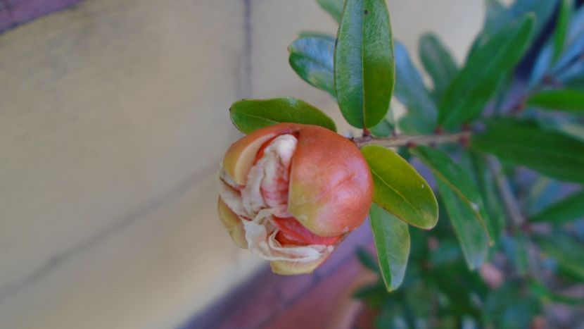 Punica granatum cv. Lagrelliae - r Vara 2020-2021-2022-2023