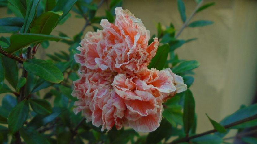 Punica granatum cv. Lagrelliae - r Vara 2020-2021-2022-2023